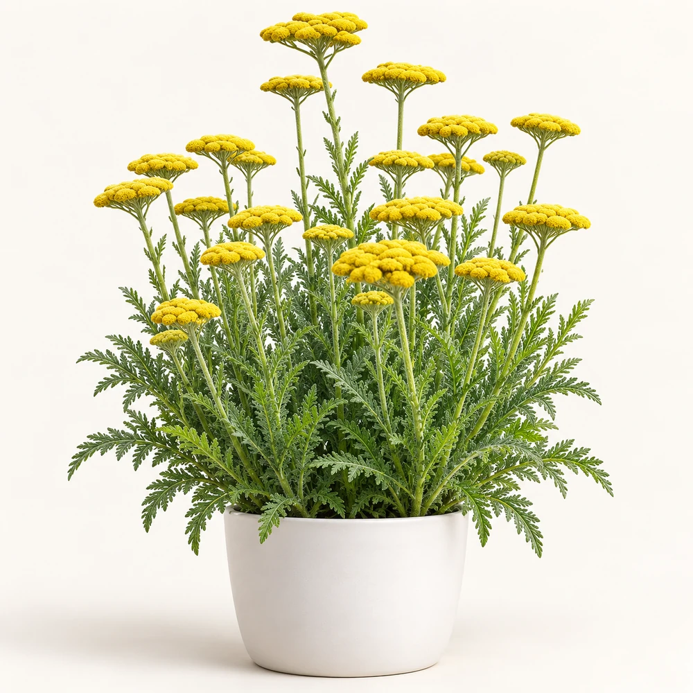 Fernleaf Yarrow plant