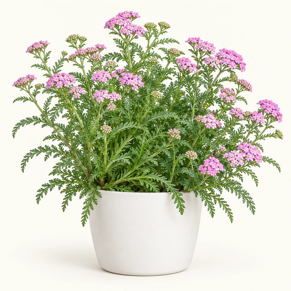 Common Yarrow plant