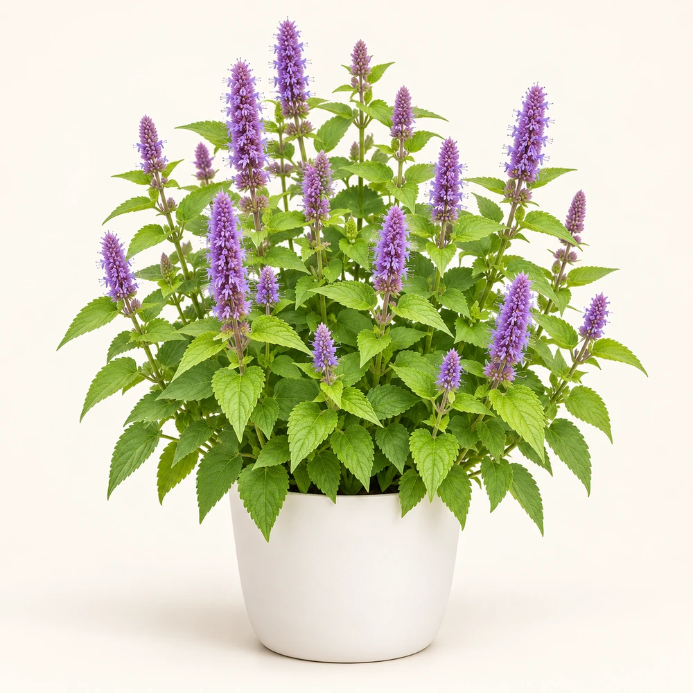 Anise Hyssop plant