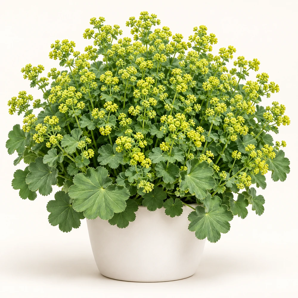 Lady’s Mantle plant