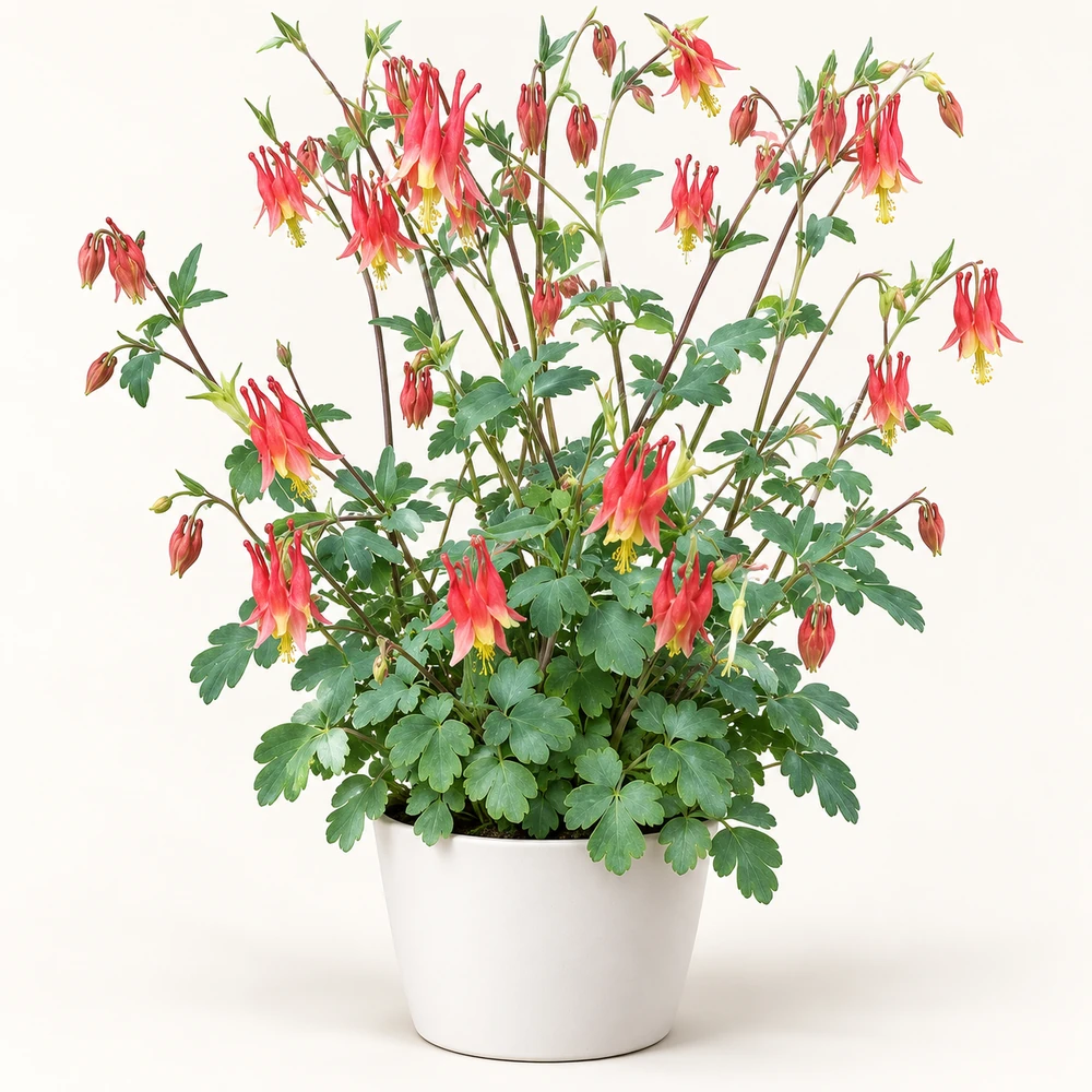 Eastern Red Columbine plant