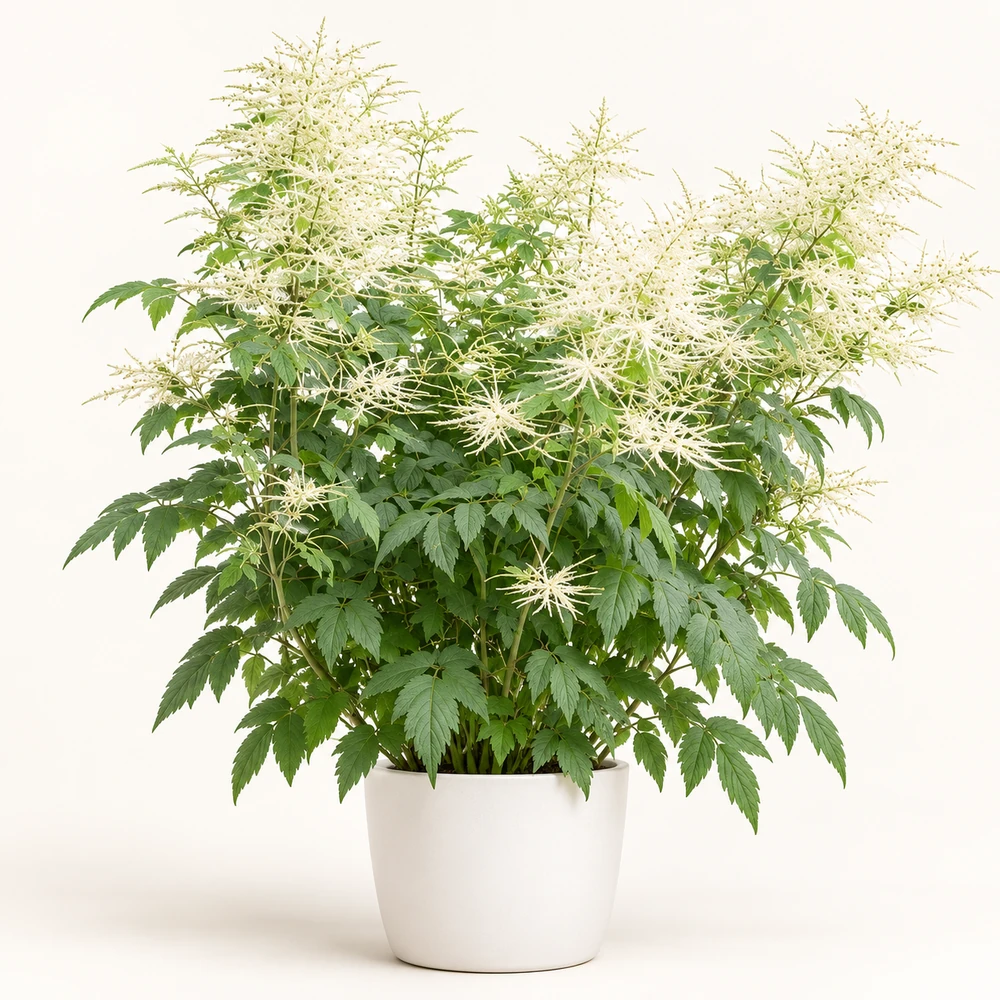 Goat’s Beard plant