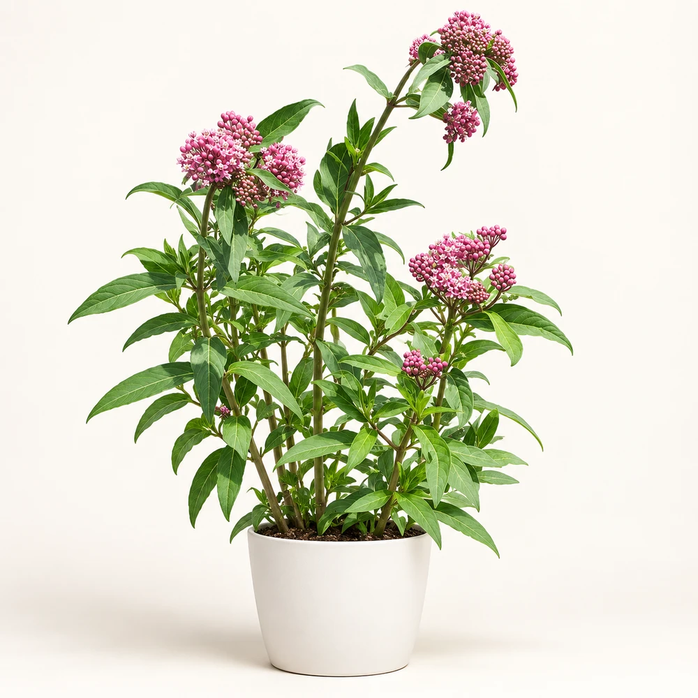 Swamp Milkweed plant