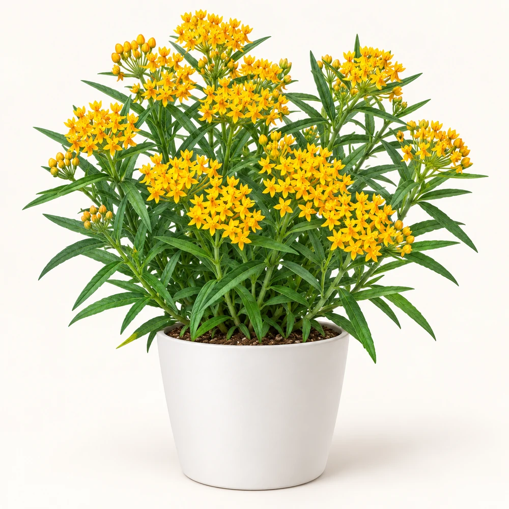 Butterfly Weed plant