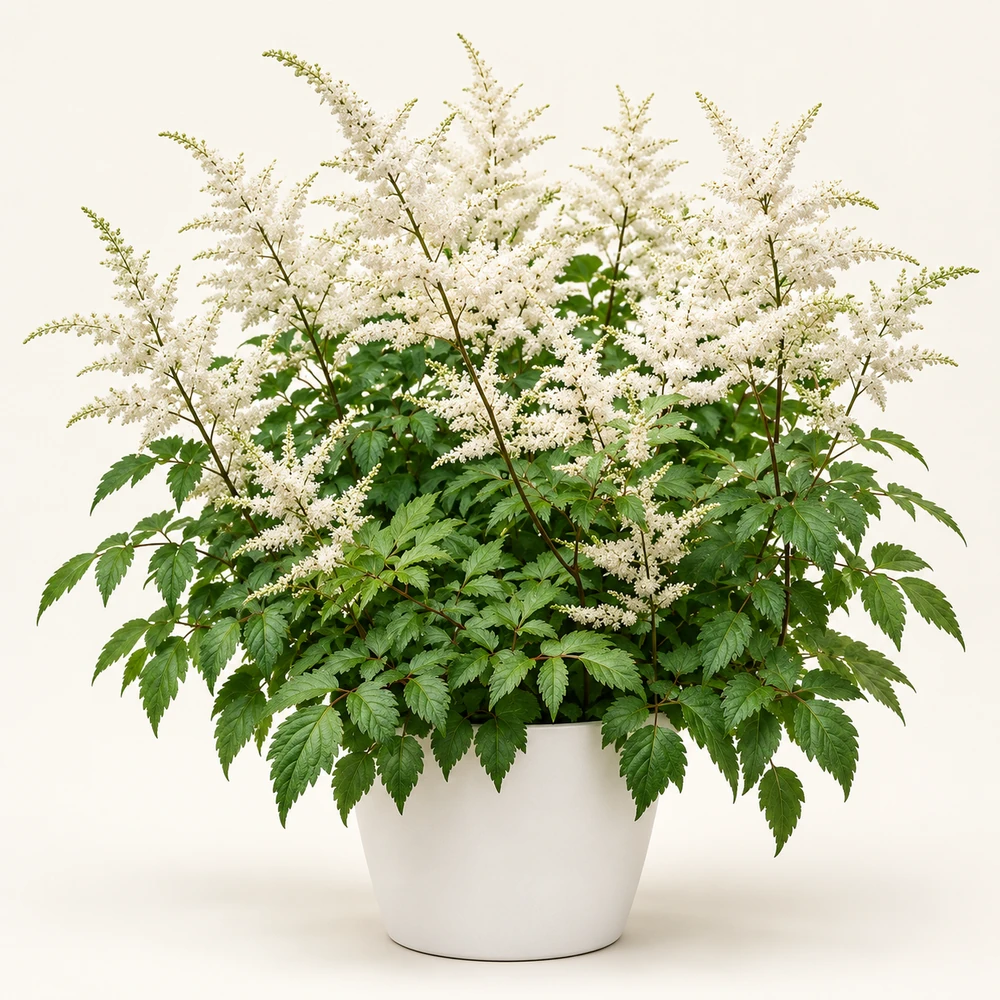 Japanese Astilbe plant