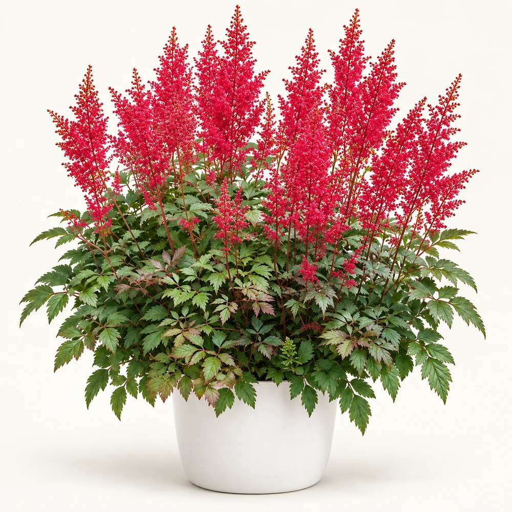 Arends Astilbe plant
