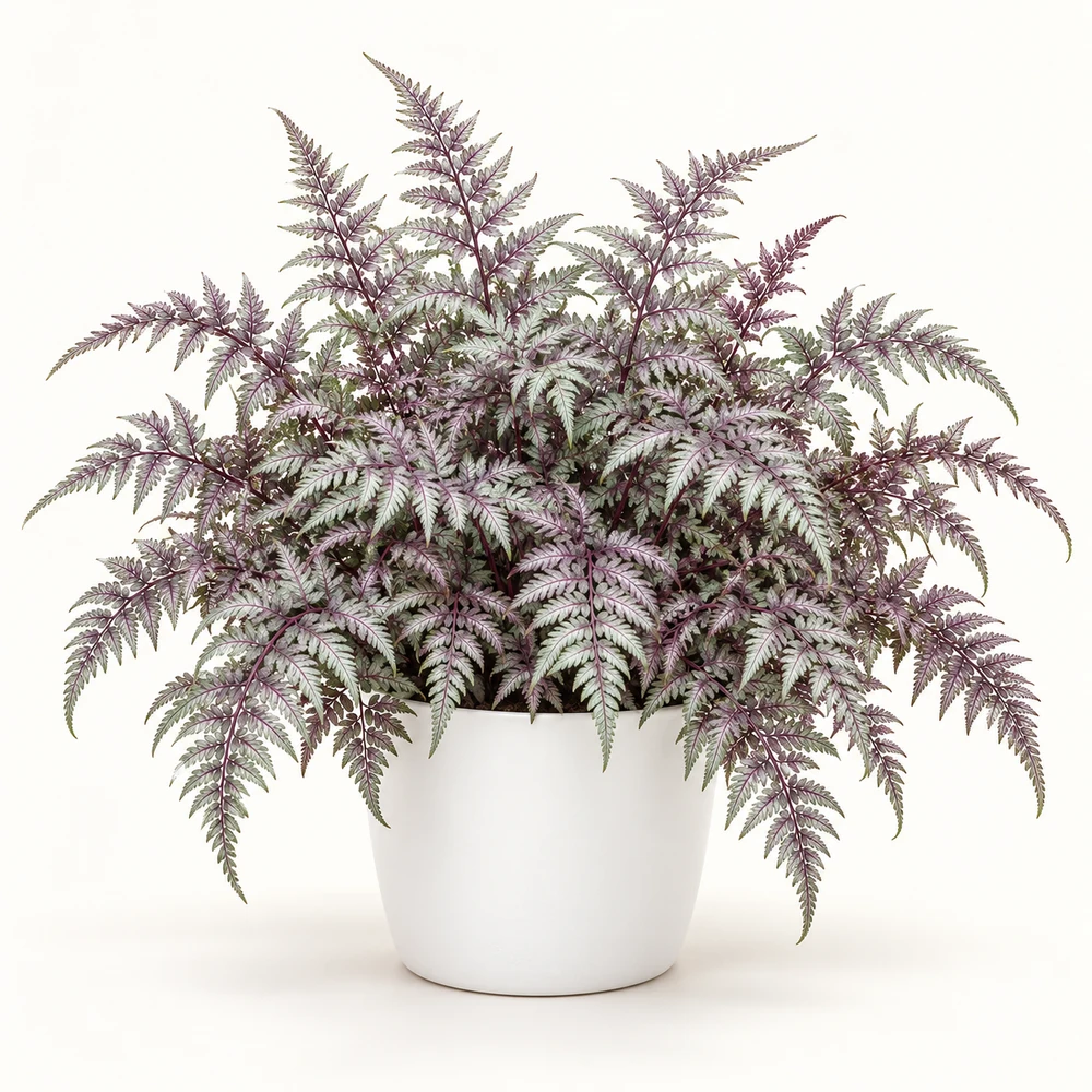 Japanese Painted Fern plant