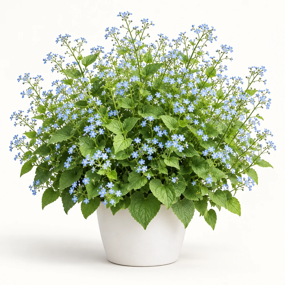 Siberian Bugloss plant