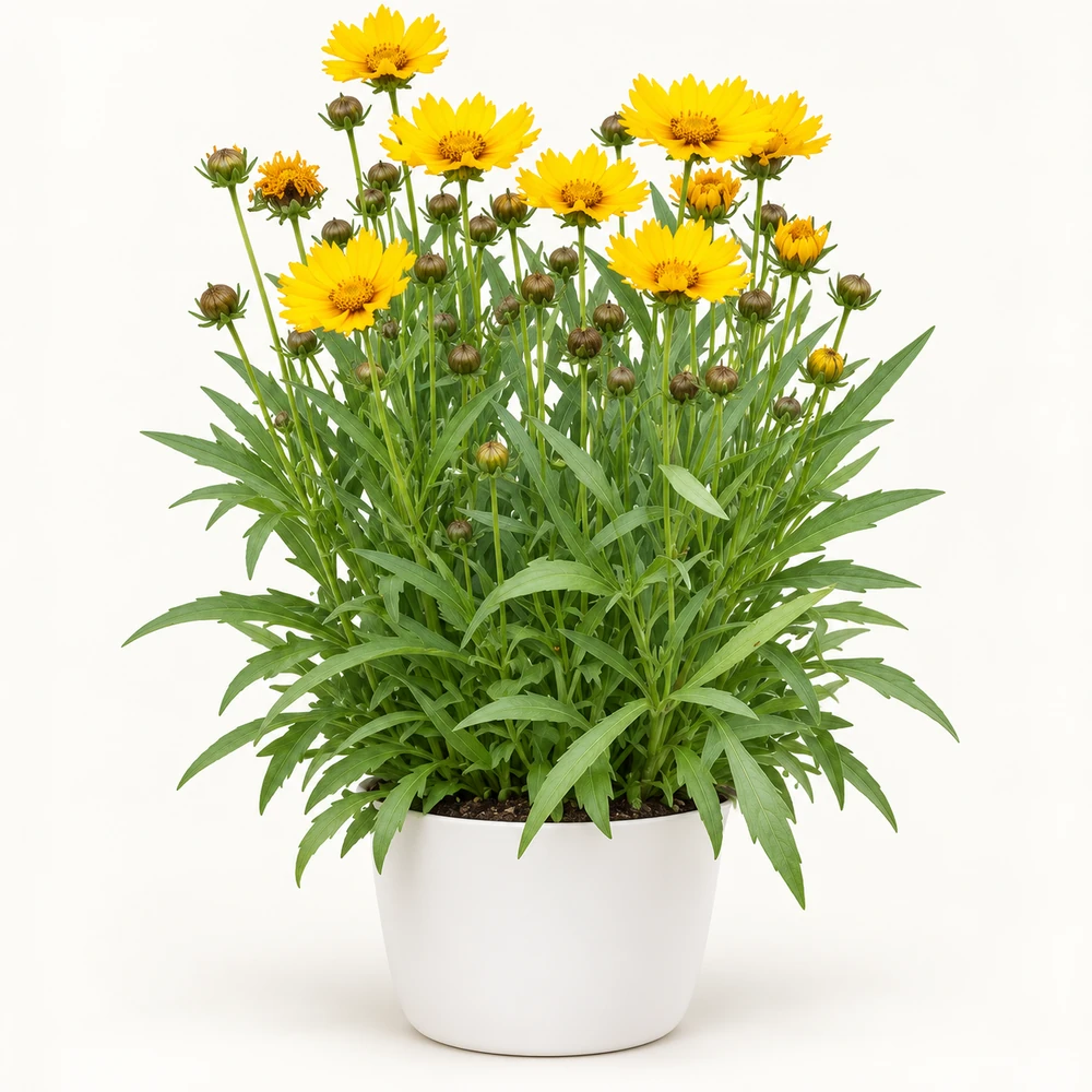 Large-flowered Tickseed plant