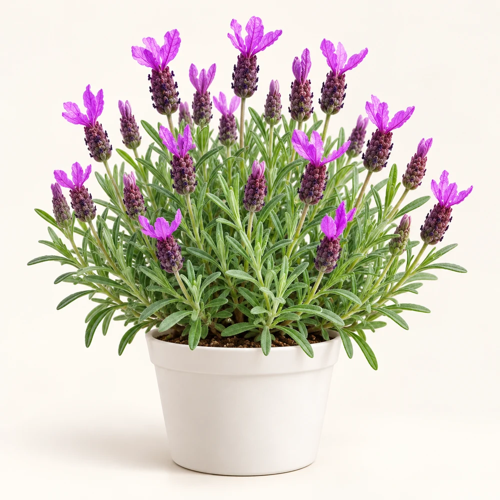French Lavender plant