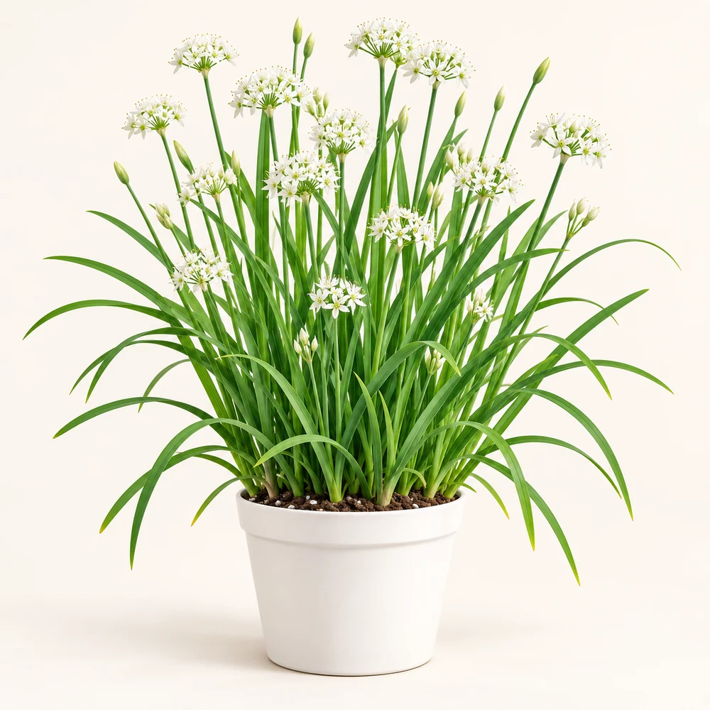 Garlic Chives plant