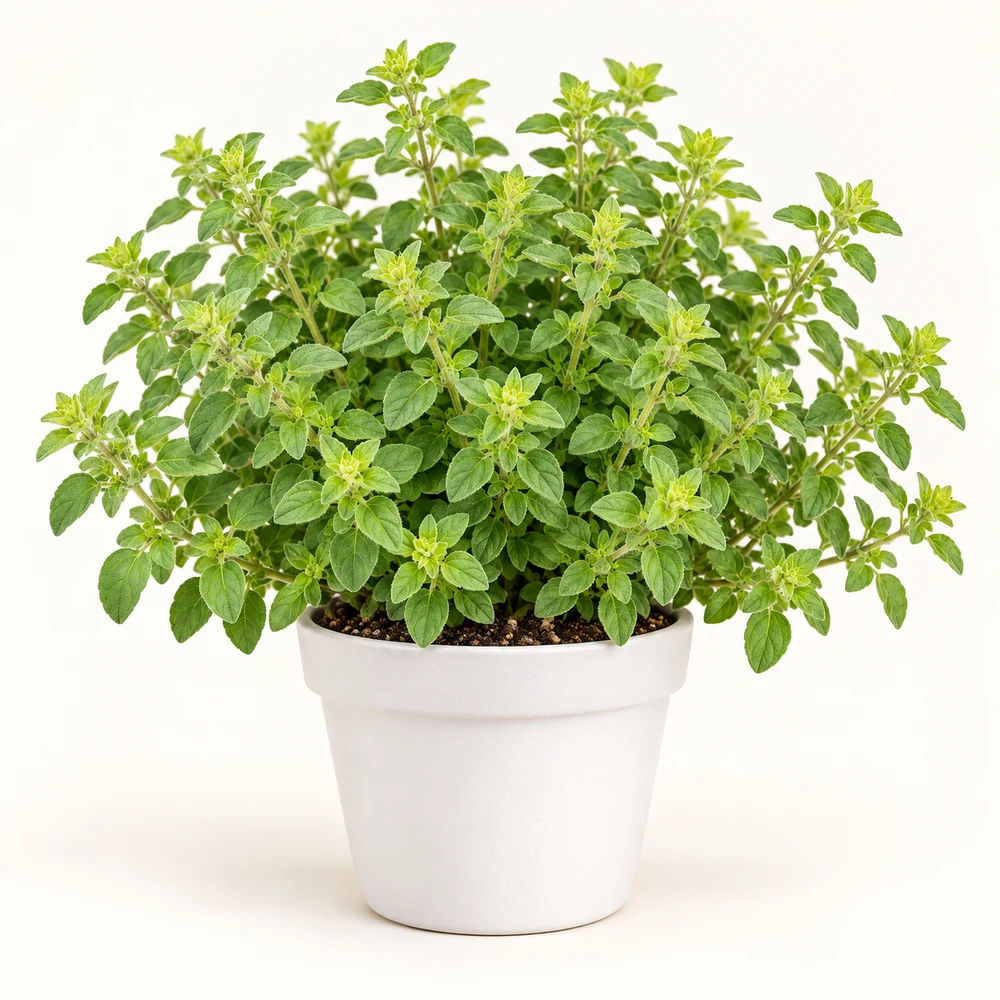 Greek Oregano plant