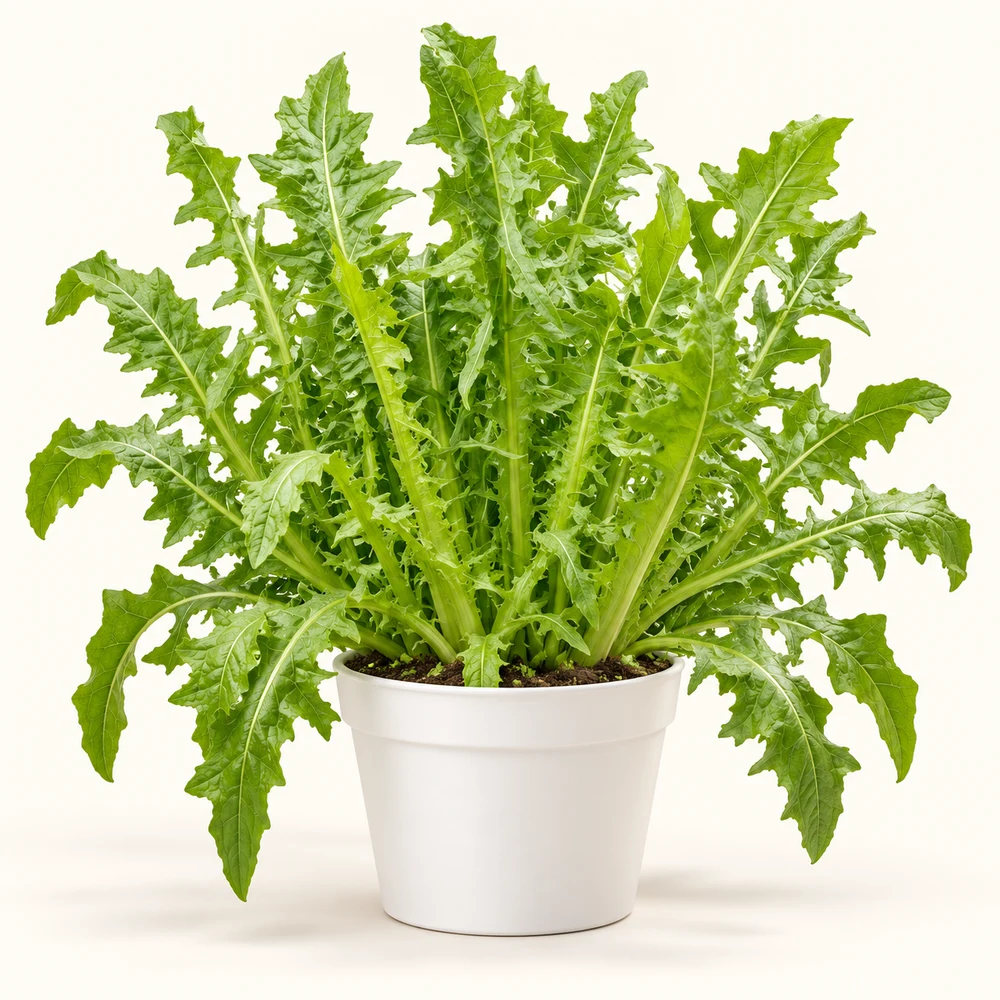 Italian Dandelion Endive plant