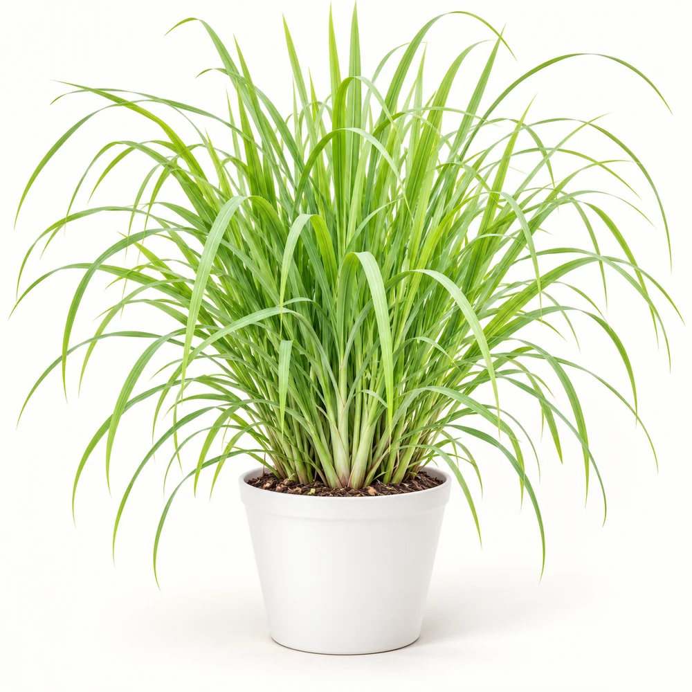 Lemongrass plant