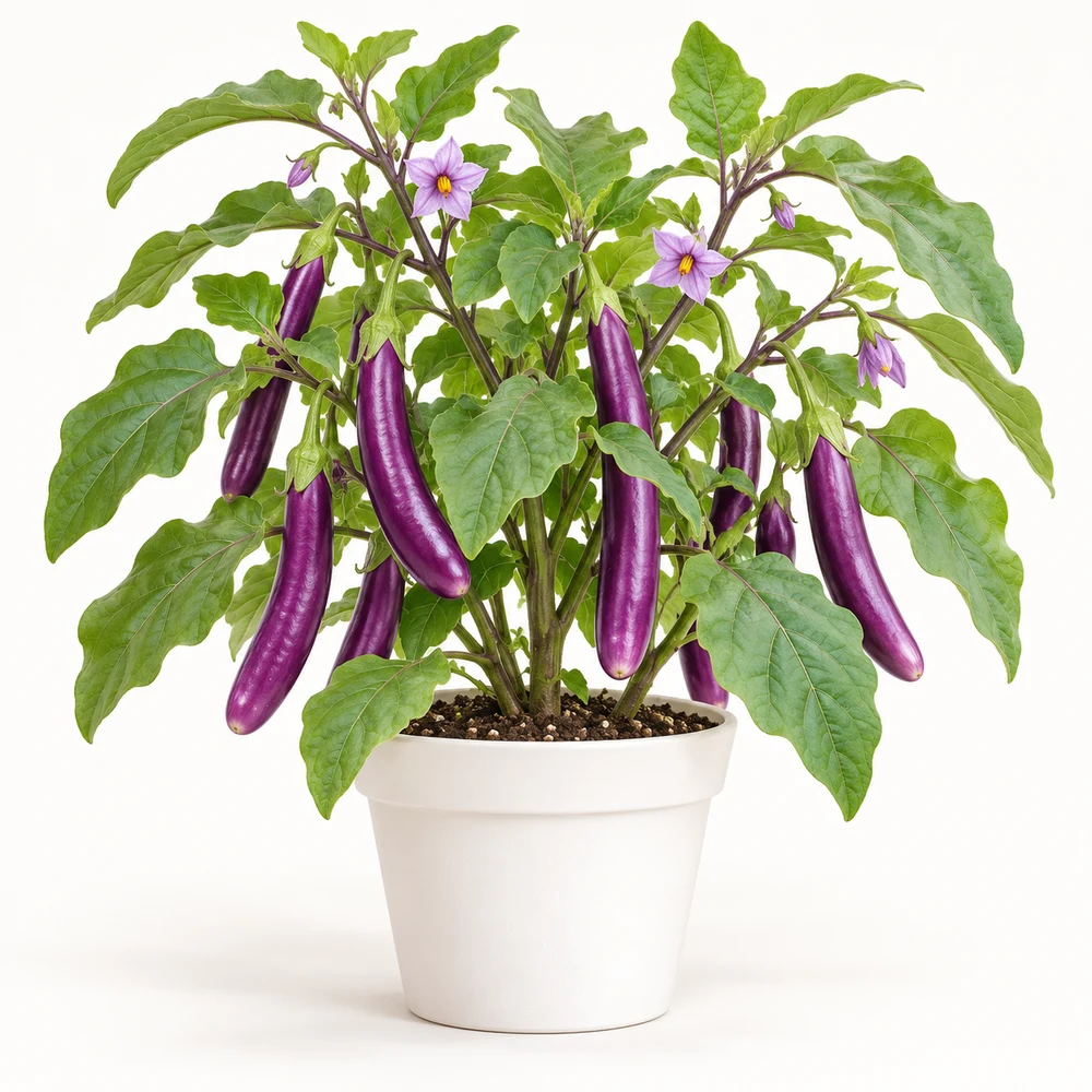 Ping Tung Long Eggplant plant