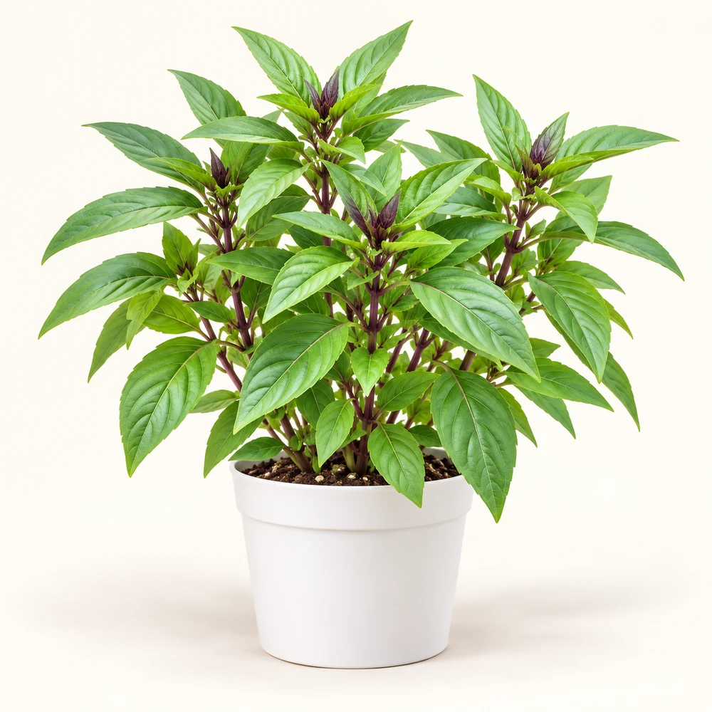 Siam Queen Basil plant