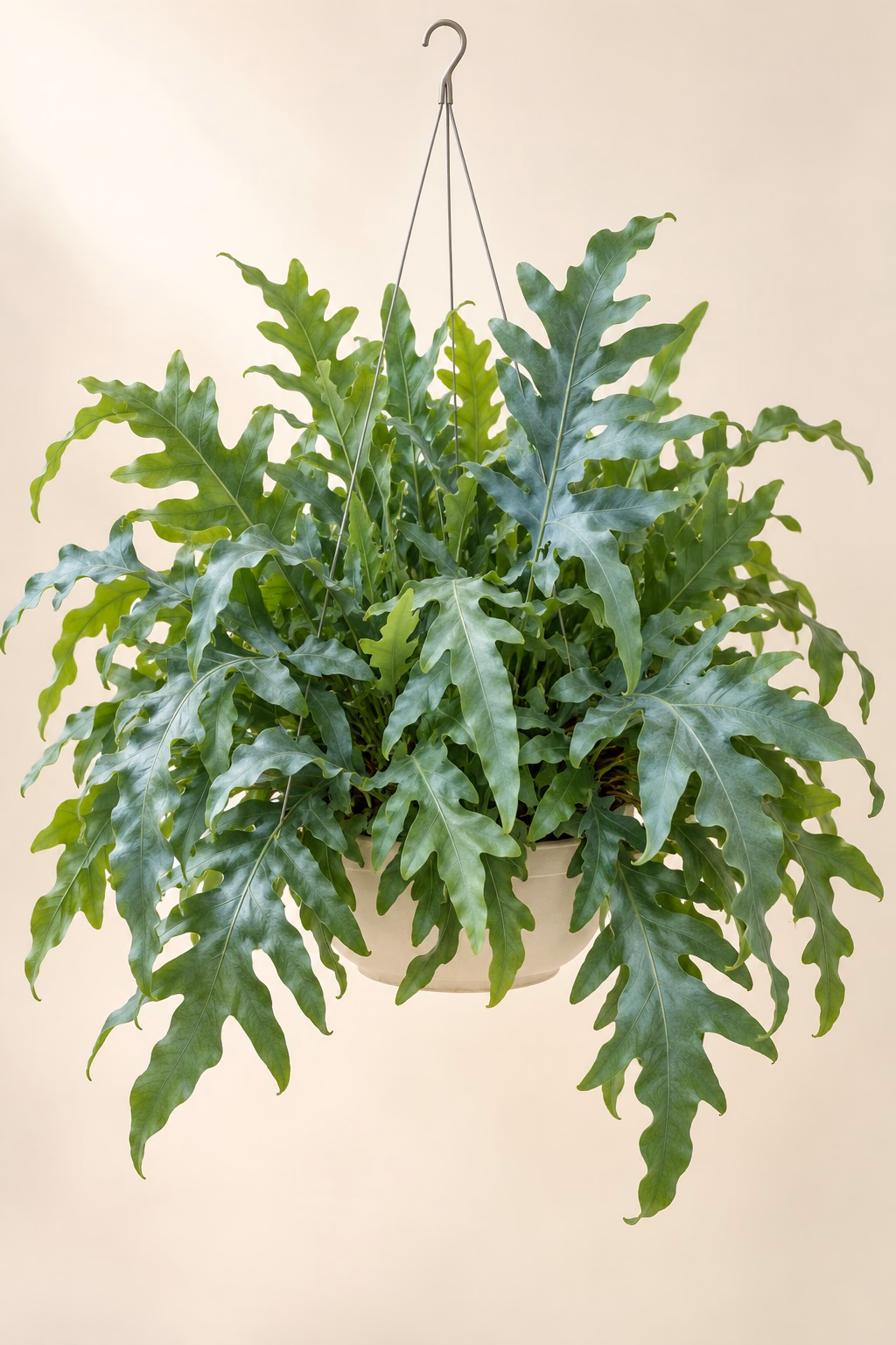 Blue Star Fern hanging basket plant