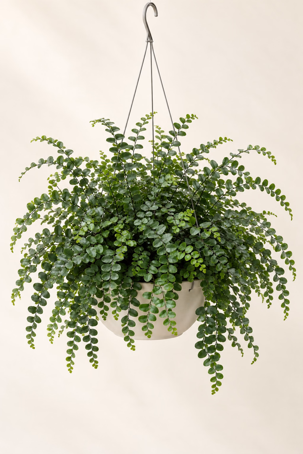 Button Fern hanging basket plant