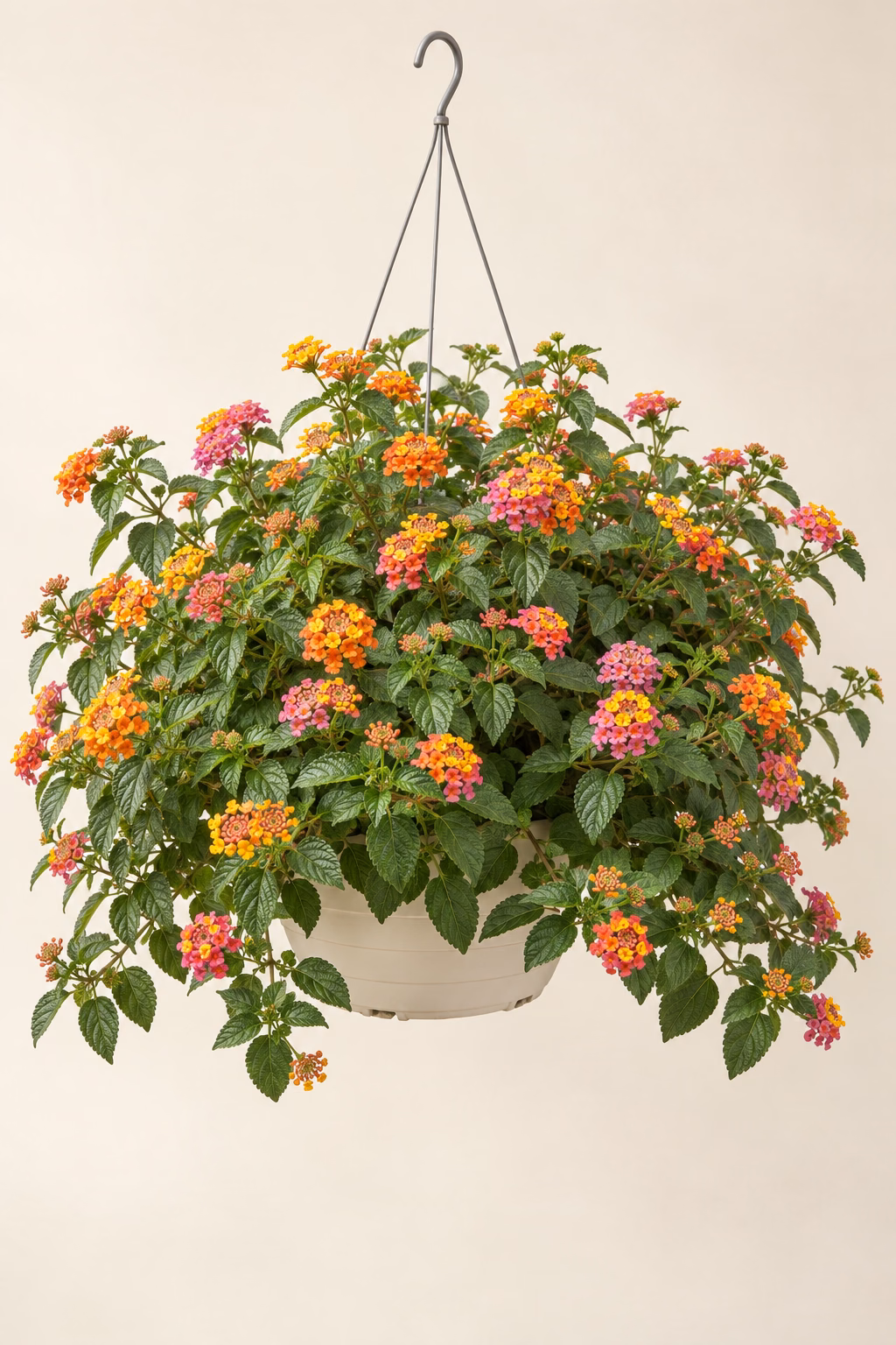 Lantana hanging basket plant