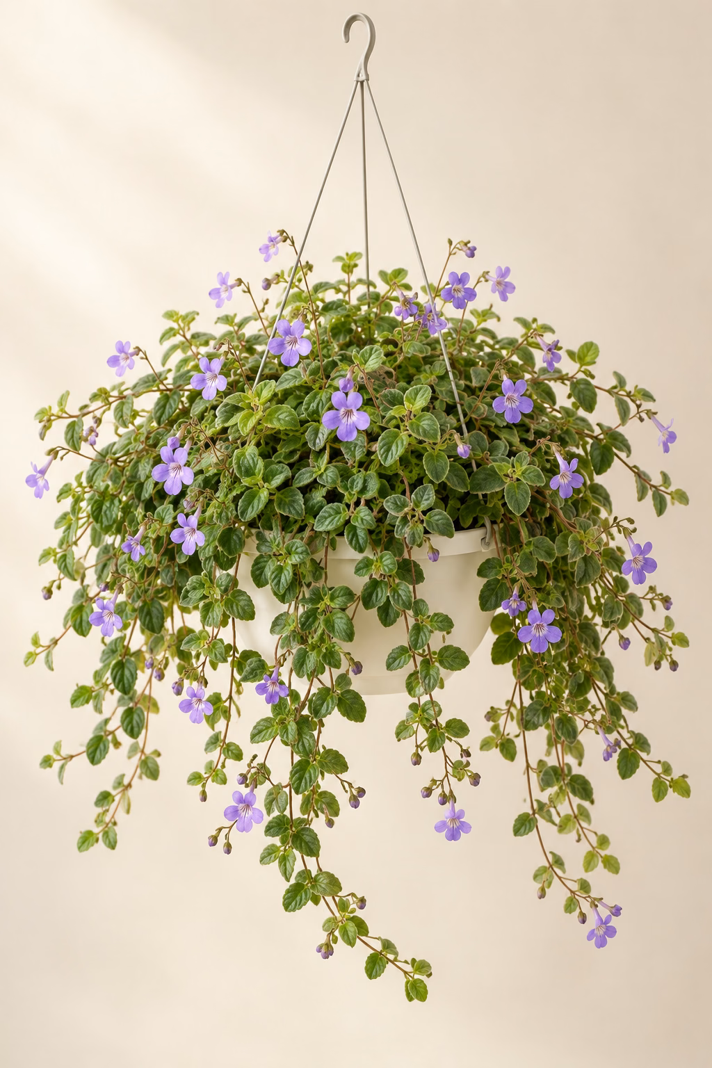 Trailing Cape Primrose hanging basket plant