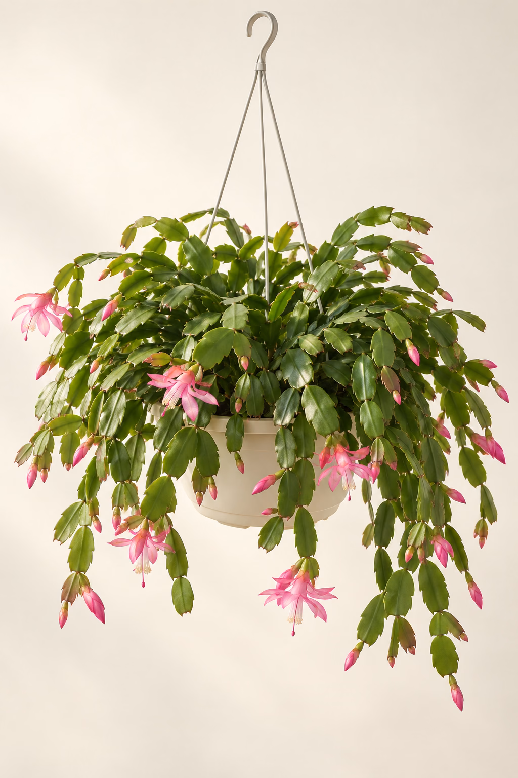 Christmas Cactus hanging basket plant