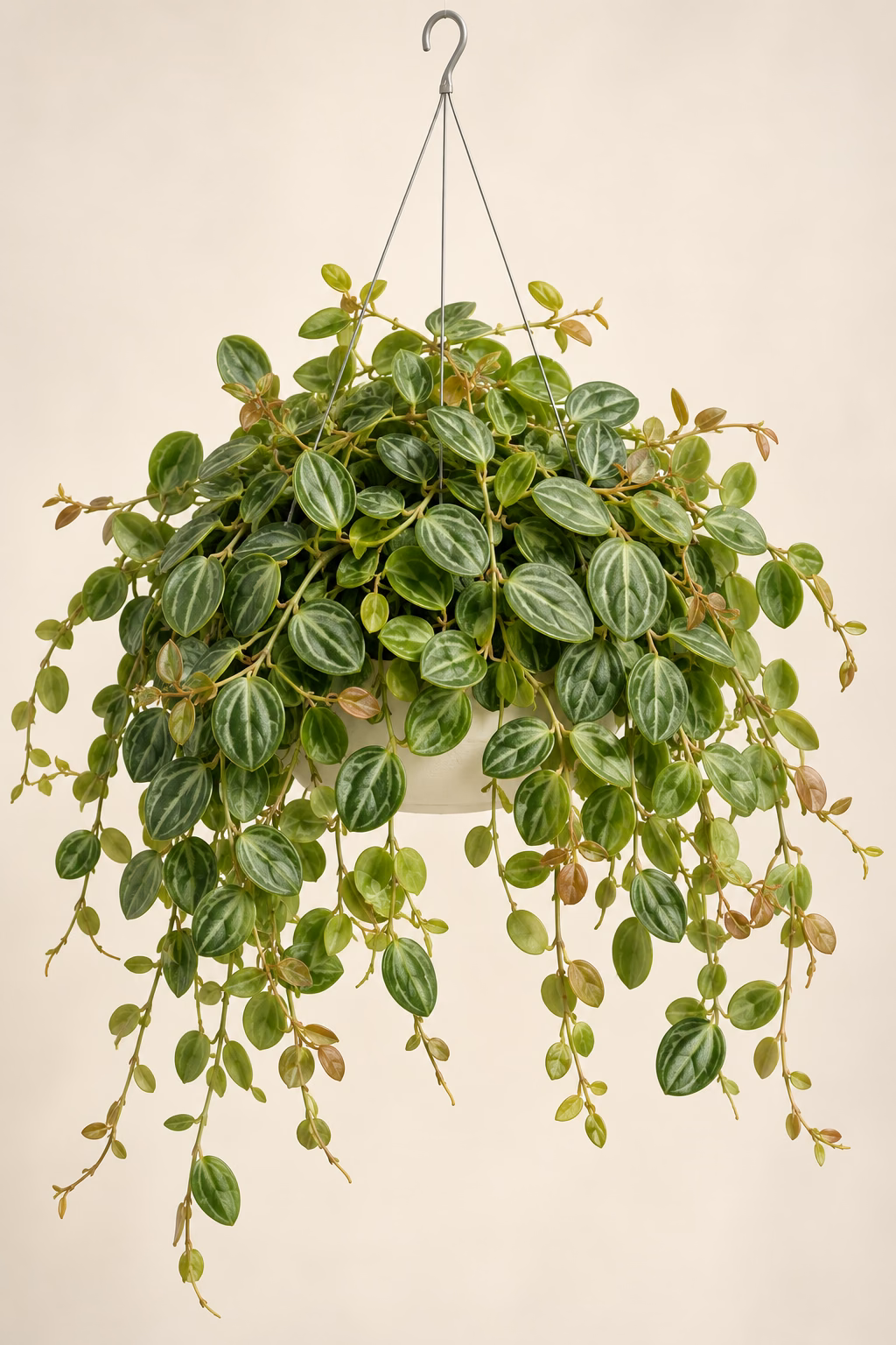 Watermelon Dischidia hanging basket plant