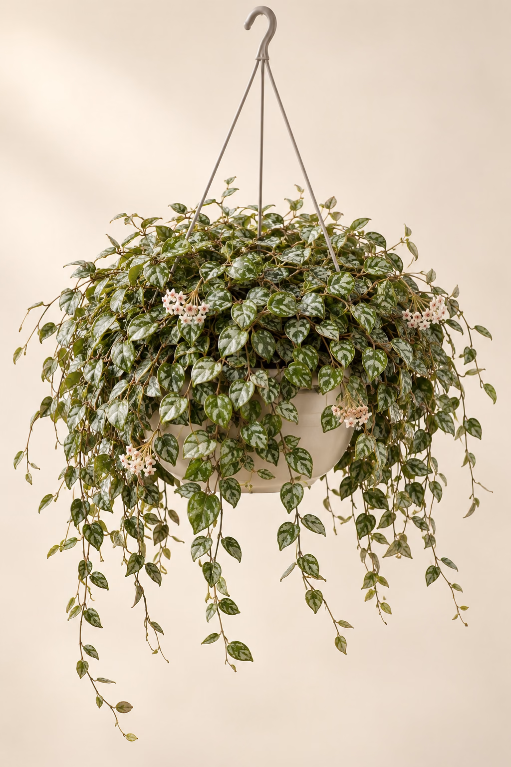 Hoya Curtisii hanging basket plant