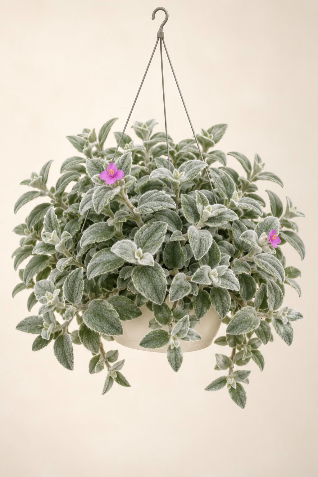 Cobweb Spiderwort hanging basket plant