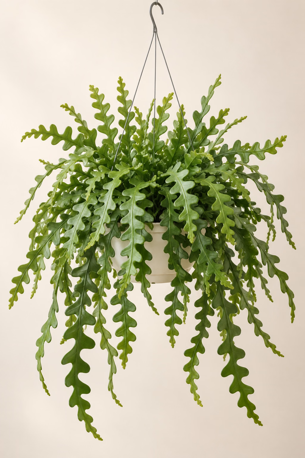 Fishbone Cactus hanging basket plant