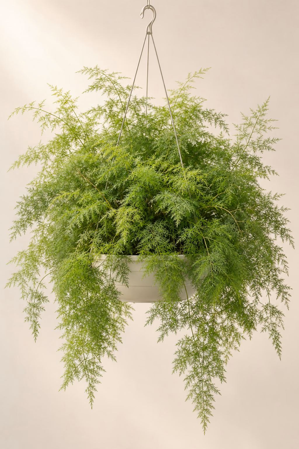 Lace Asparagus Fern hanging basket plant