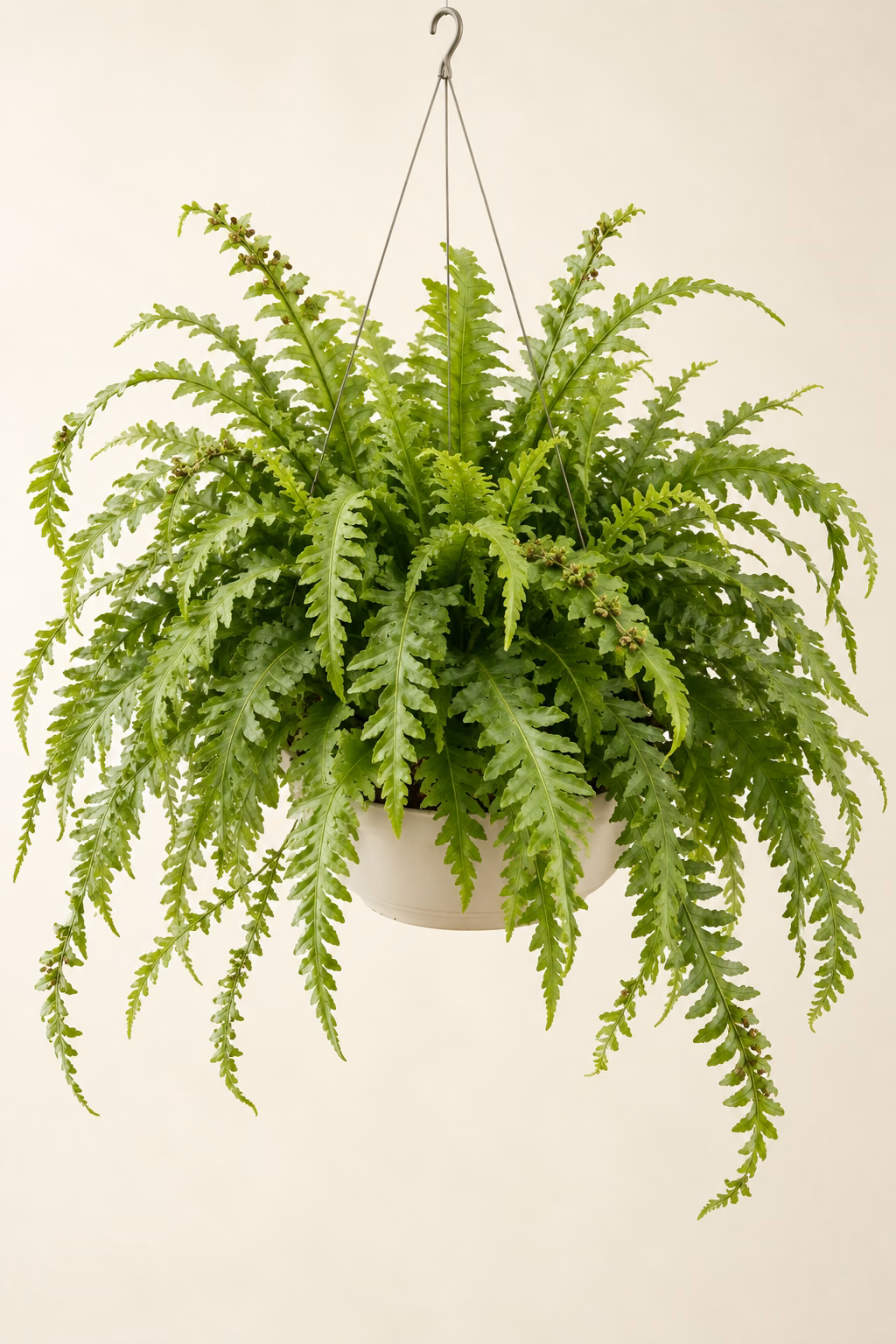 Mother Fern hanging basket plant