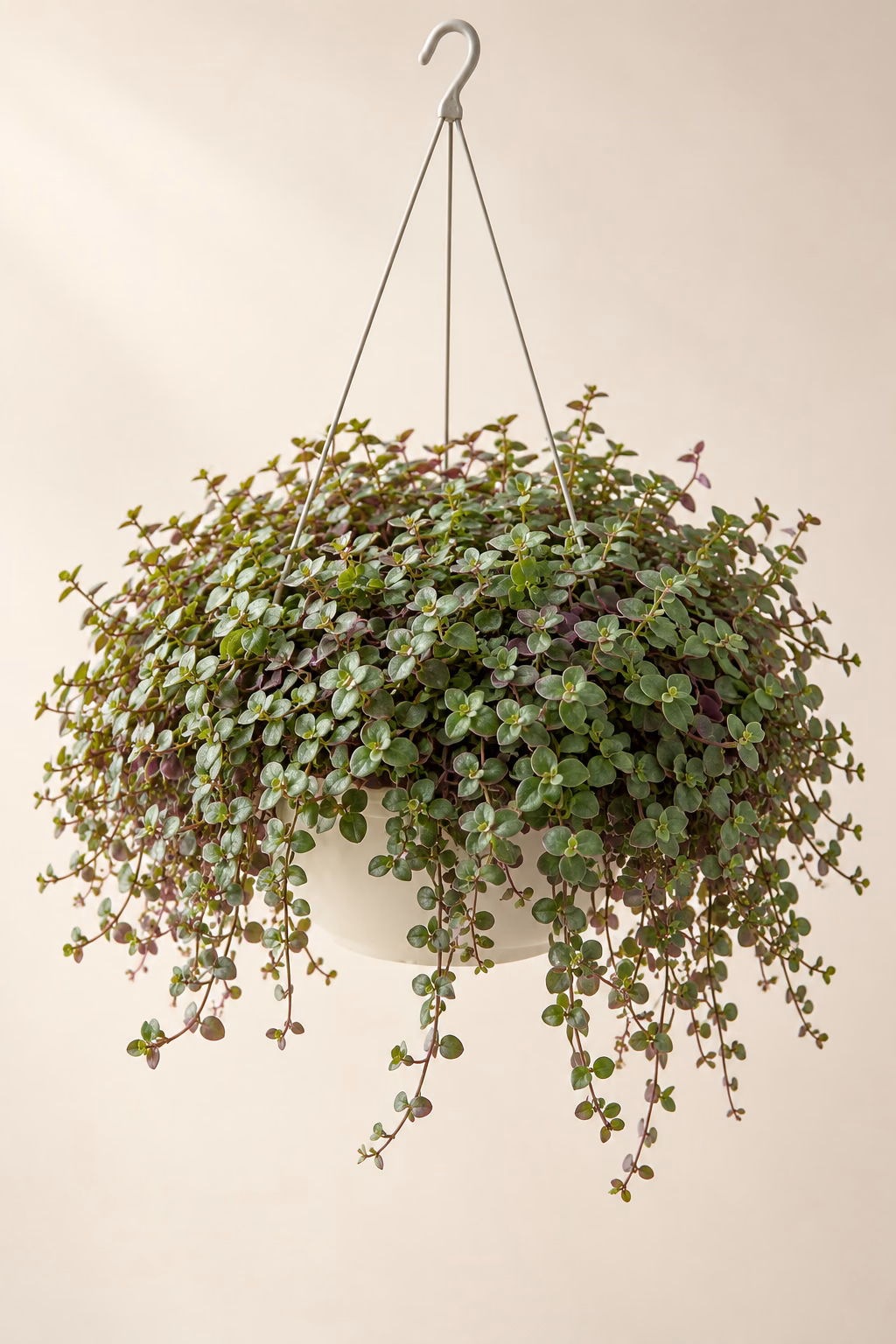 Turtle Vine hanging basket plant