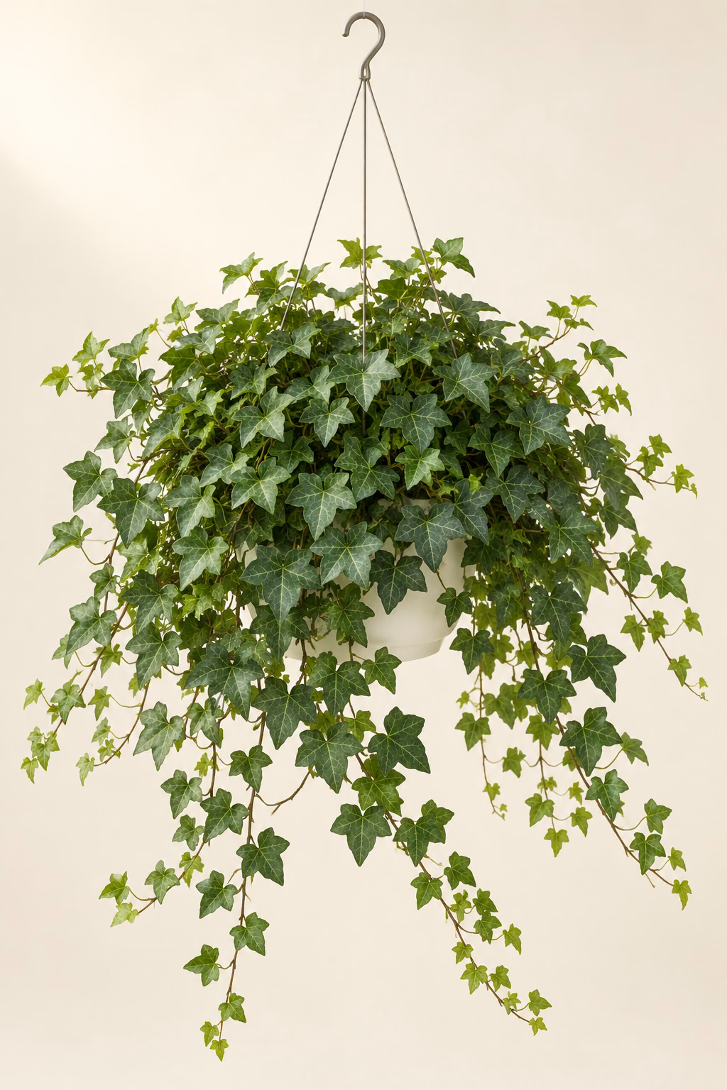 English Ivy hanging basket plant