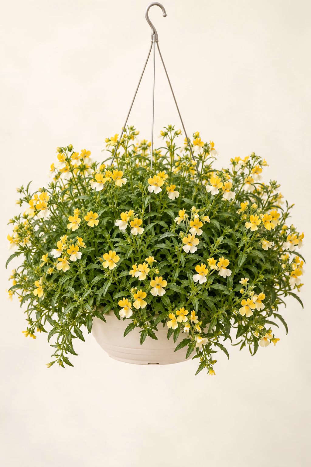 Nemesia hanging basket plant