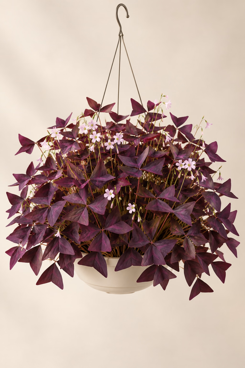 Purple Shamrock hanging basket plant