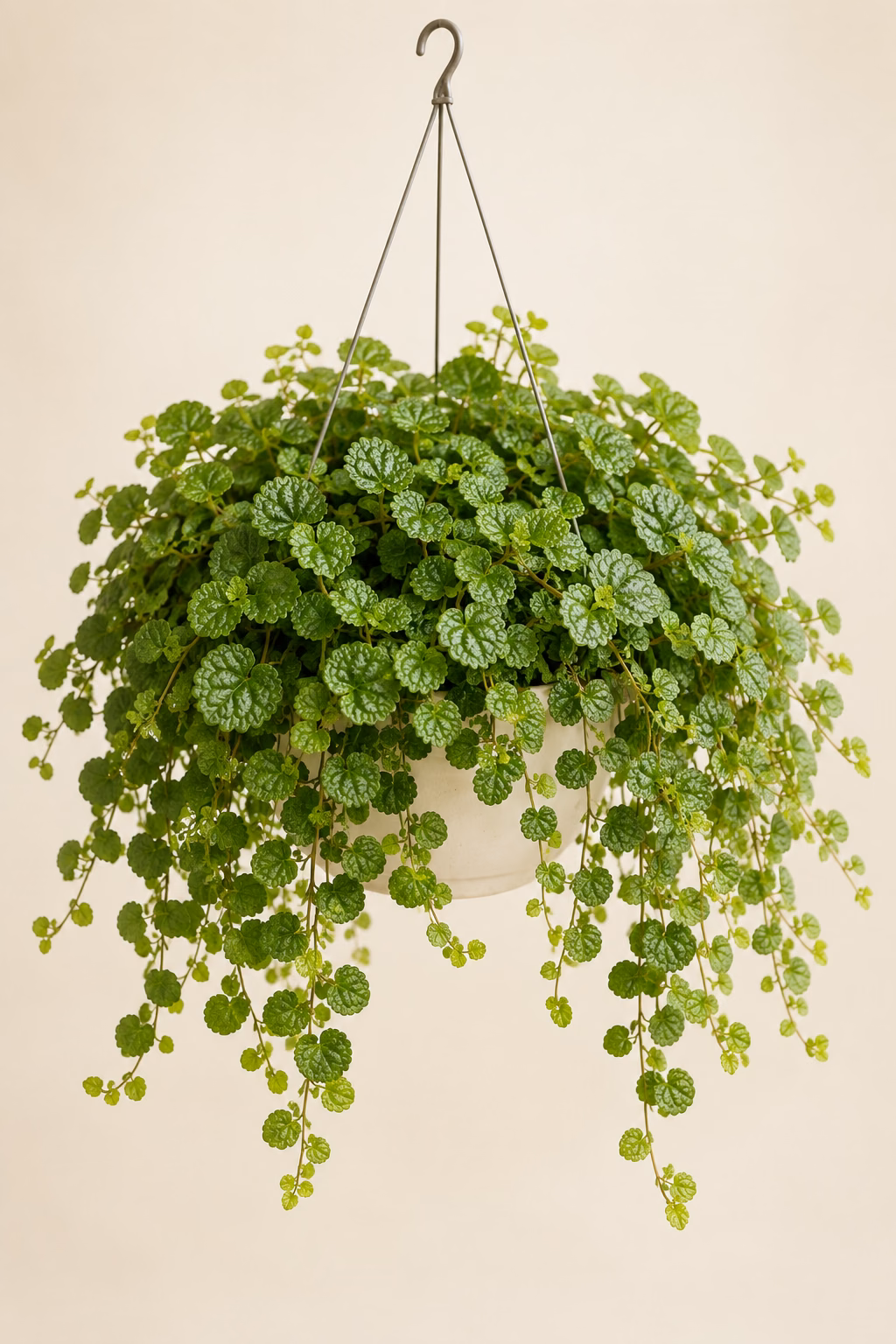 Creeping Pilea hanging basket plant