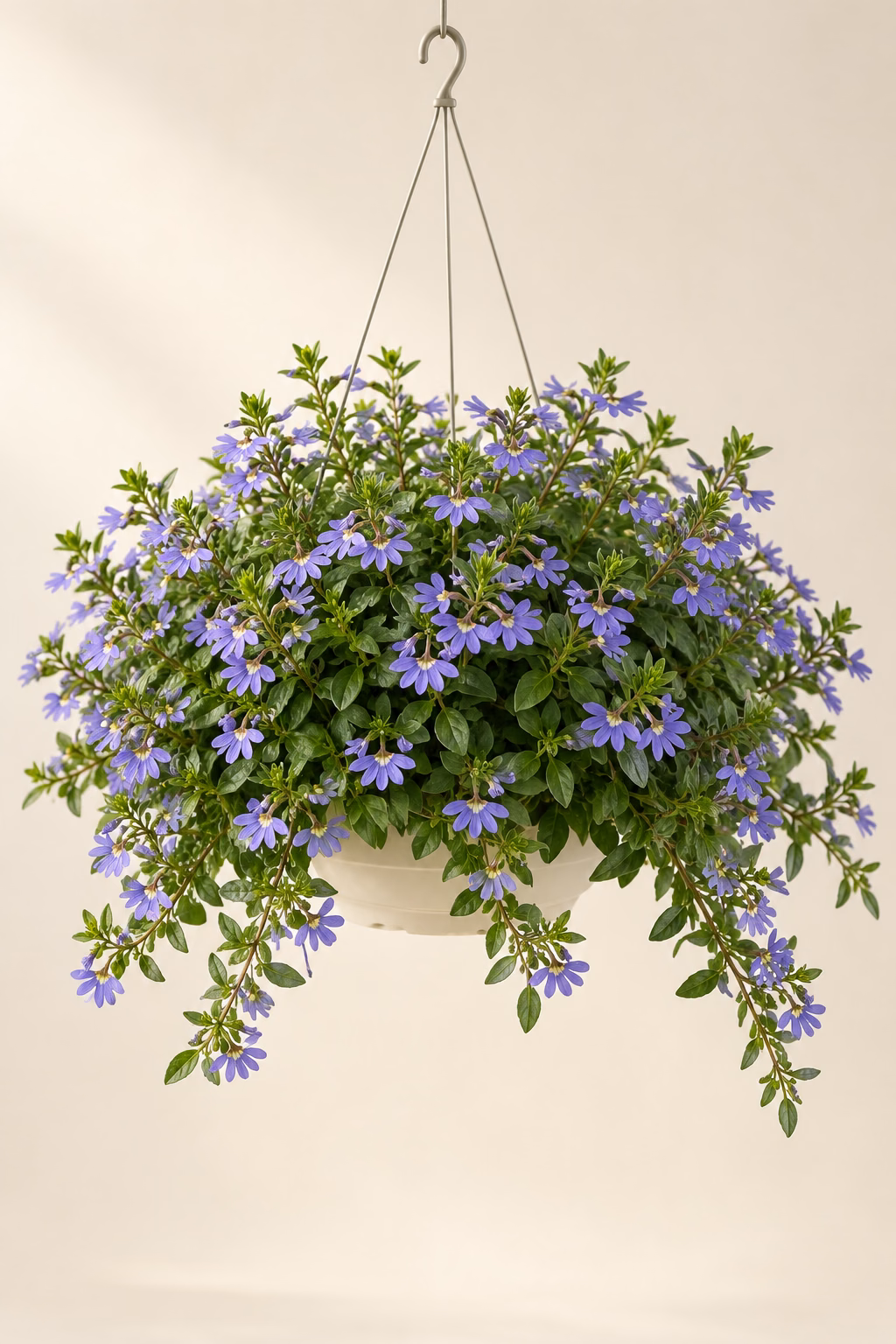Fan Flower hanging basket plant
