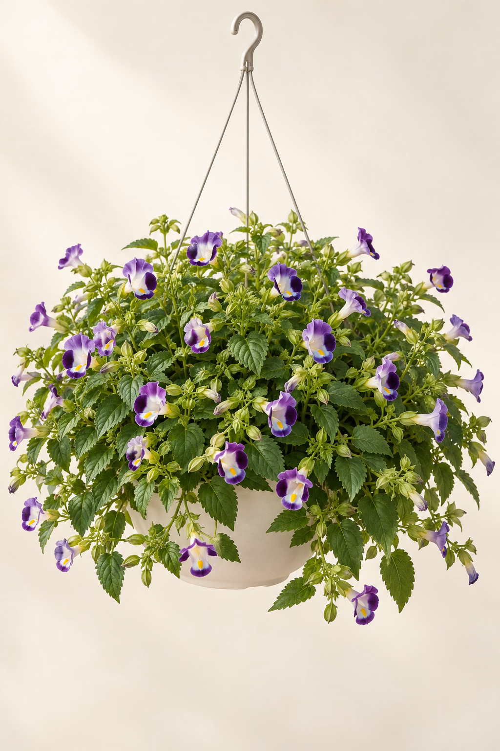 Wishbone Flower hanging basket plant