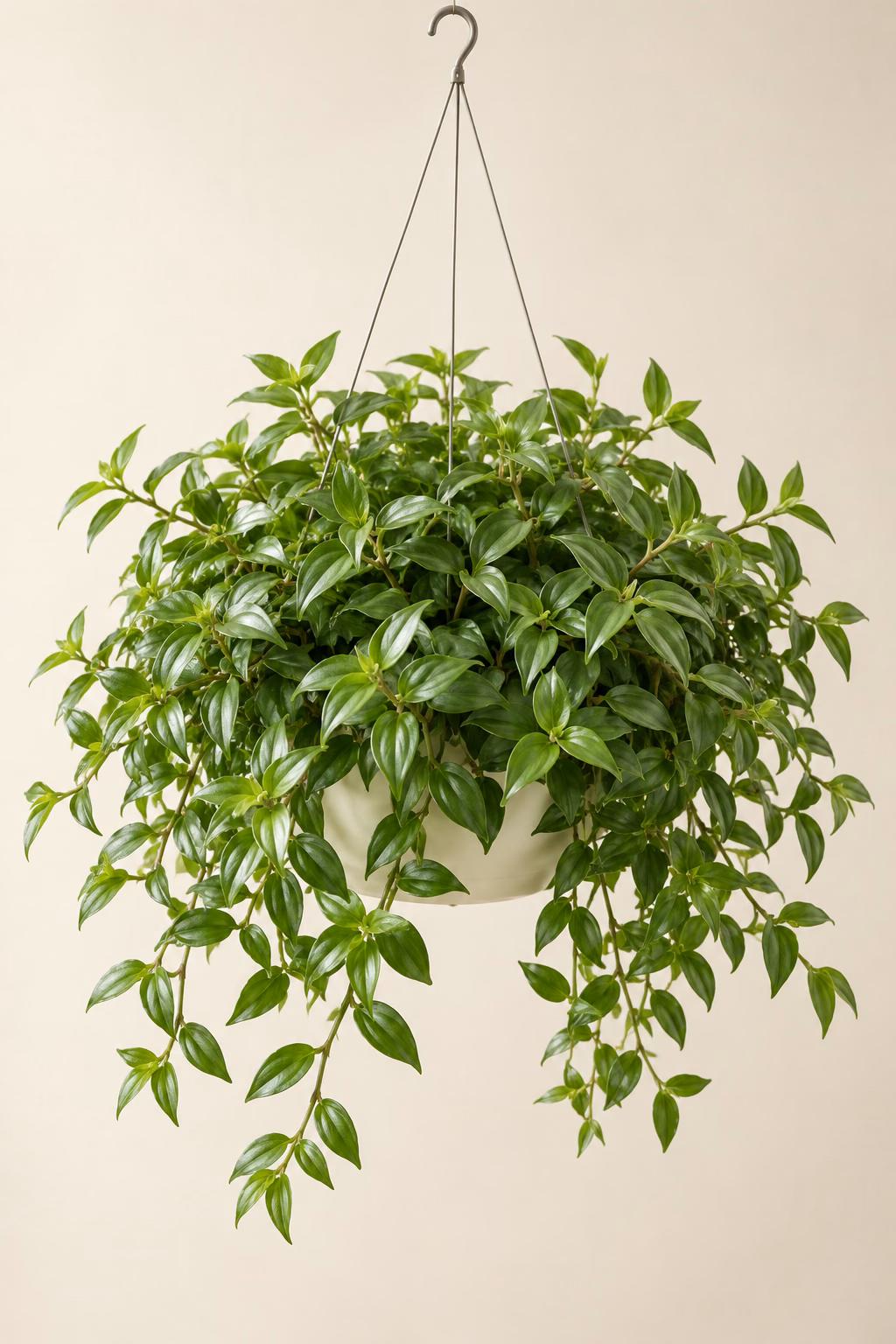 Small-leaf Tradescantia hanging basket plant