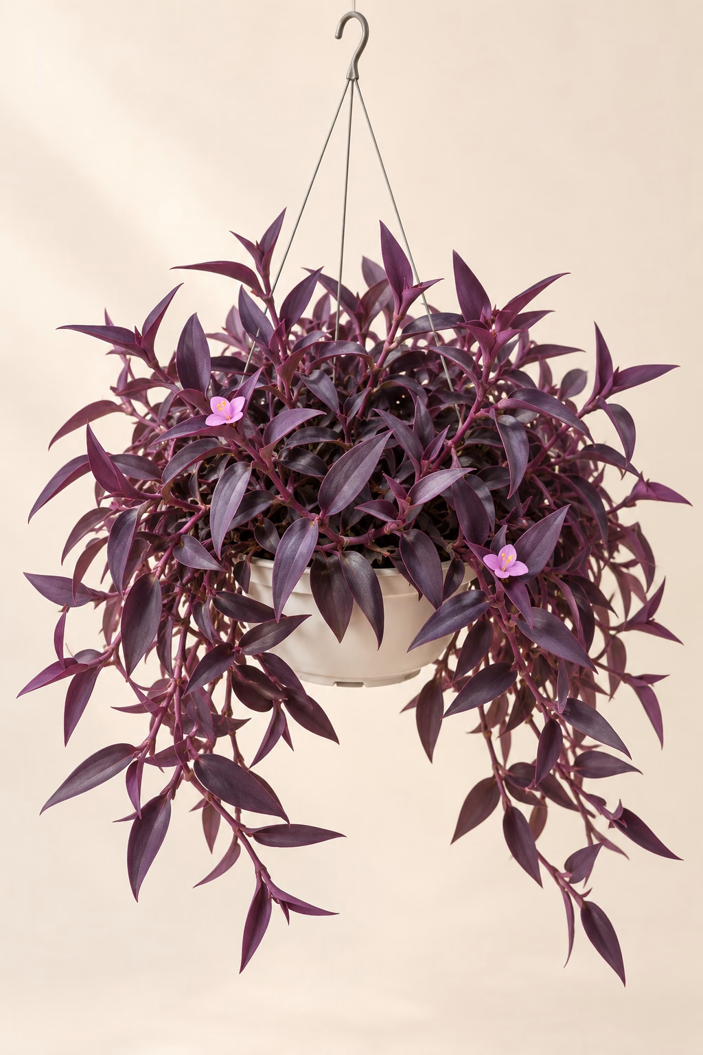 Purple Heart hanging basket plant