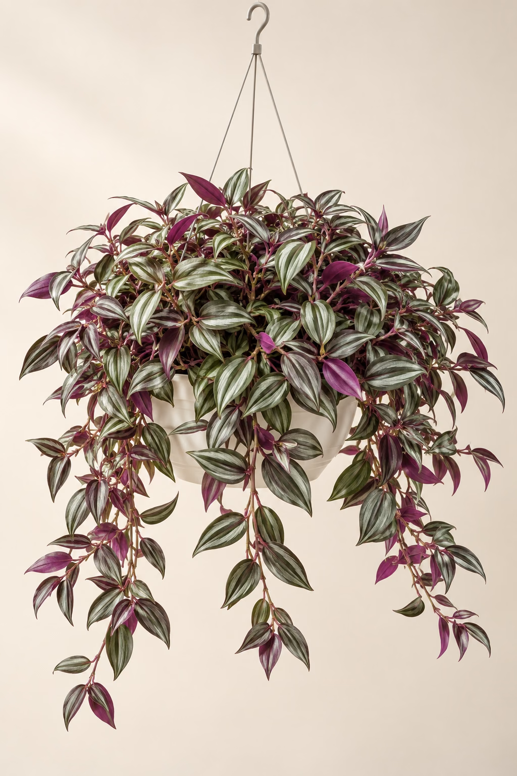 Silver Inch Plant hanging basket plant