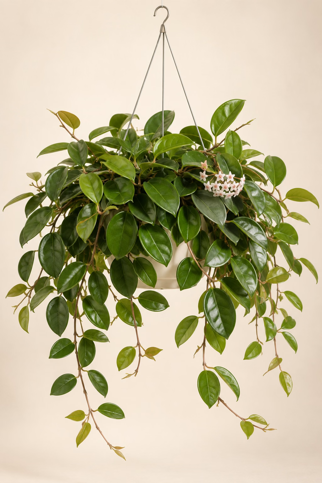 Australian Hoya hanging basket plant