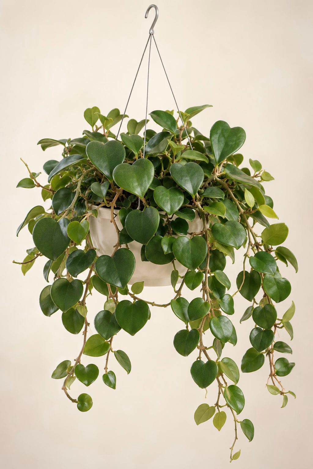 Sweetheart Hoya Vine hanging basket plant