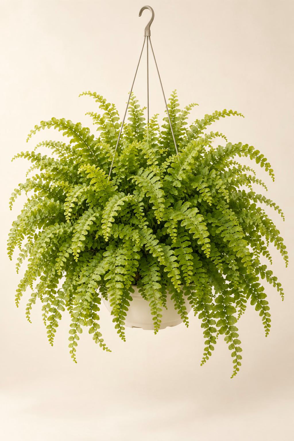 Lemon Button Fern hanging basket plant