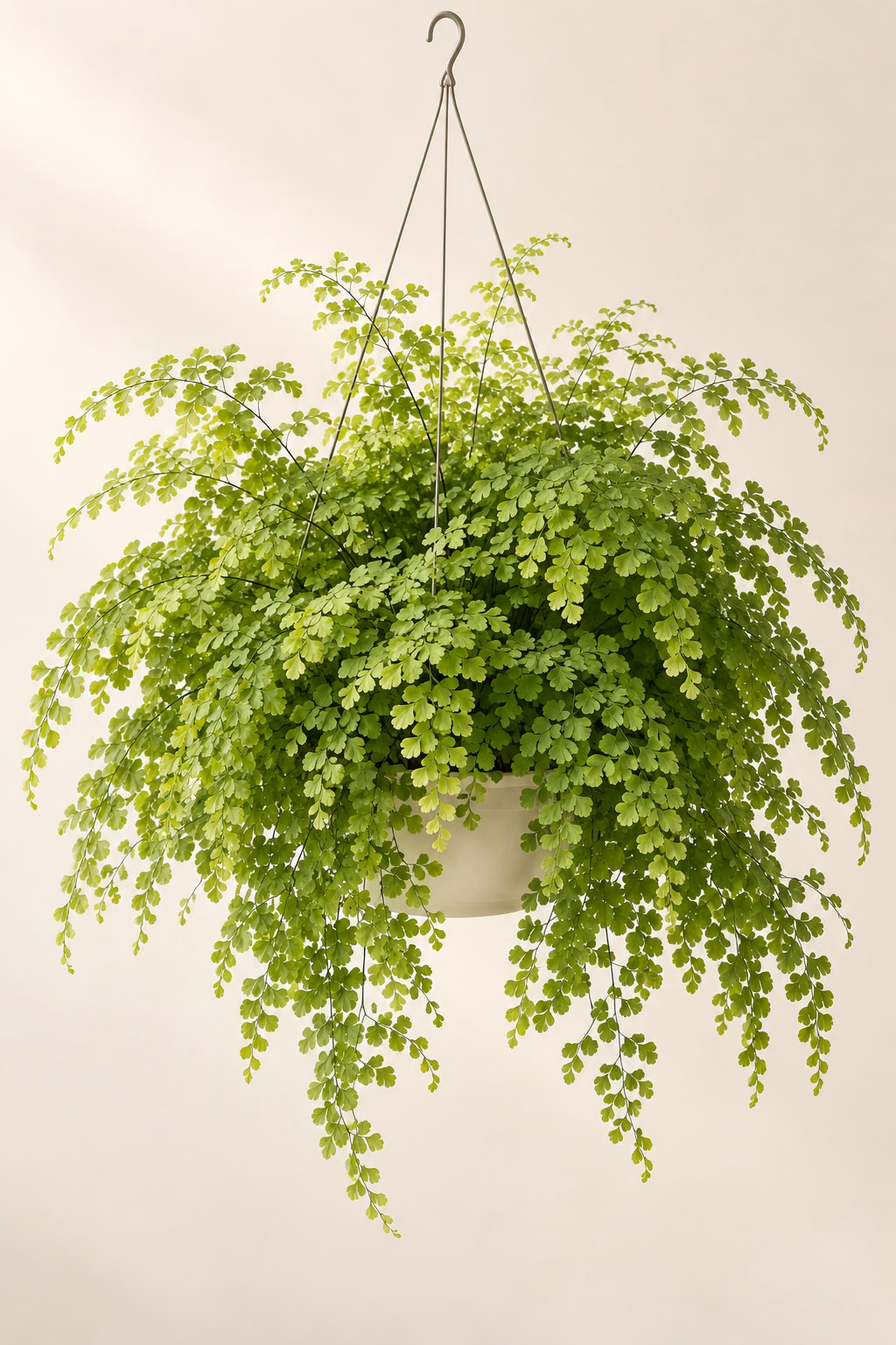 Maidenhair Fern plant