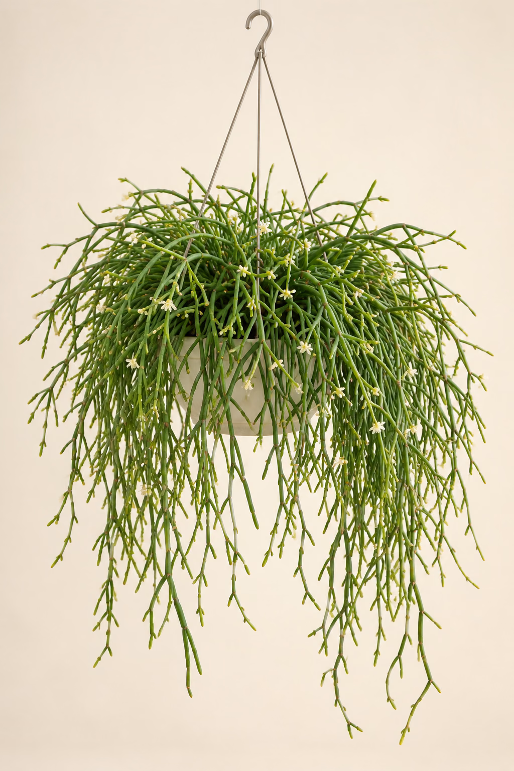 Mistletoe Cactus hanging basket plant