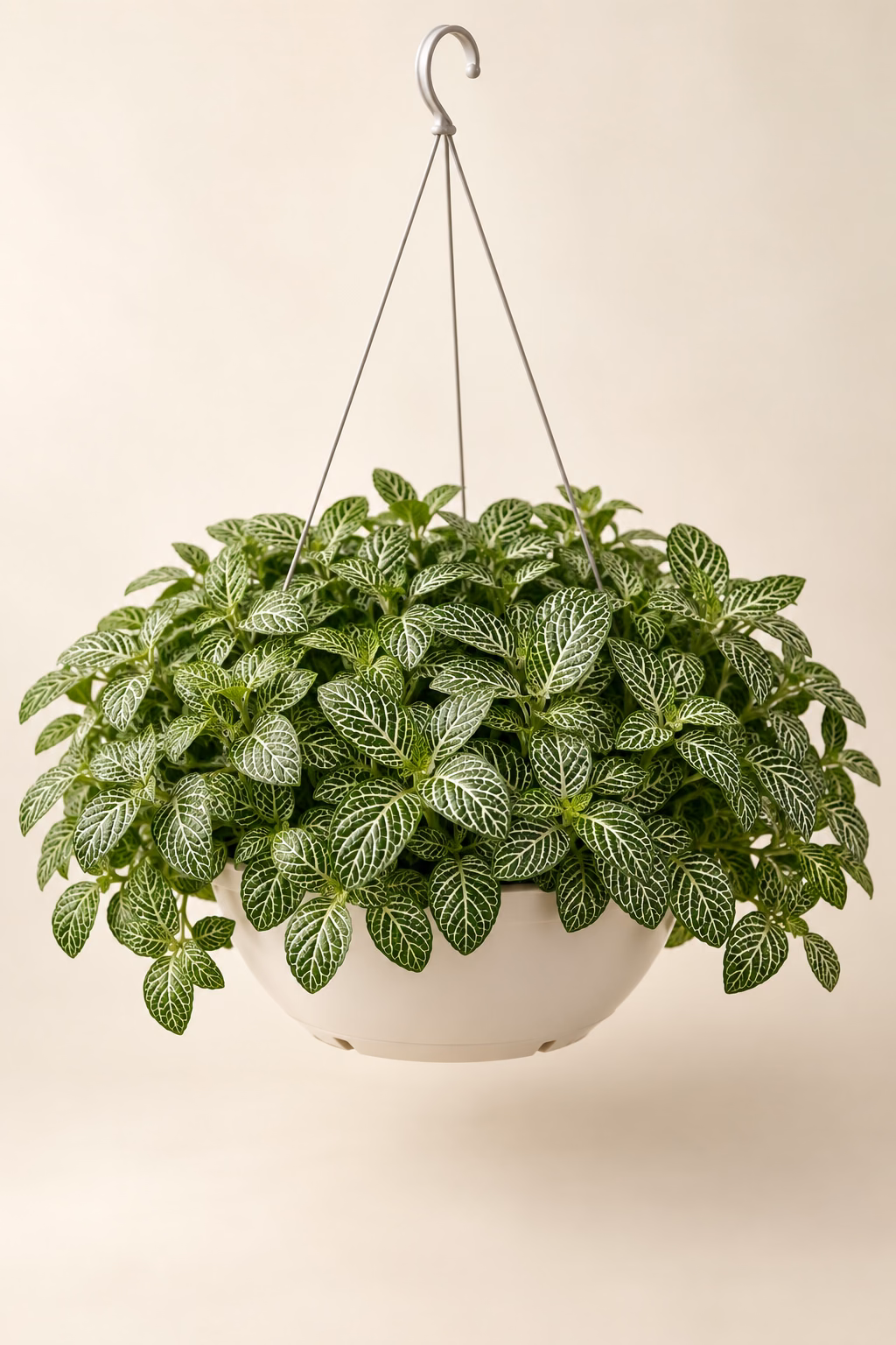Nerve Plant hanging basket plant