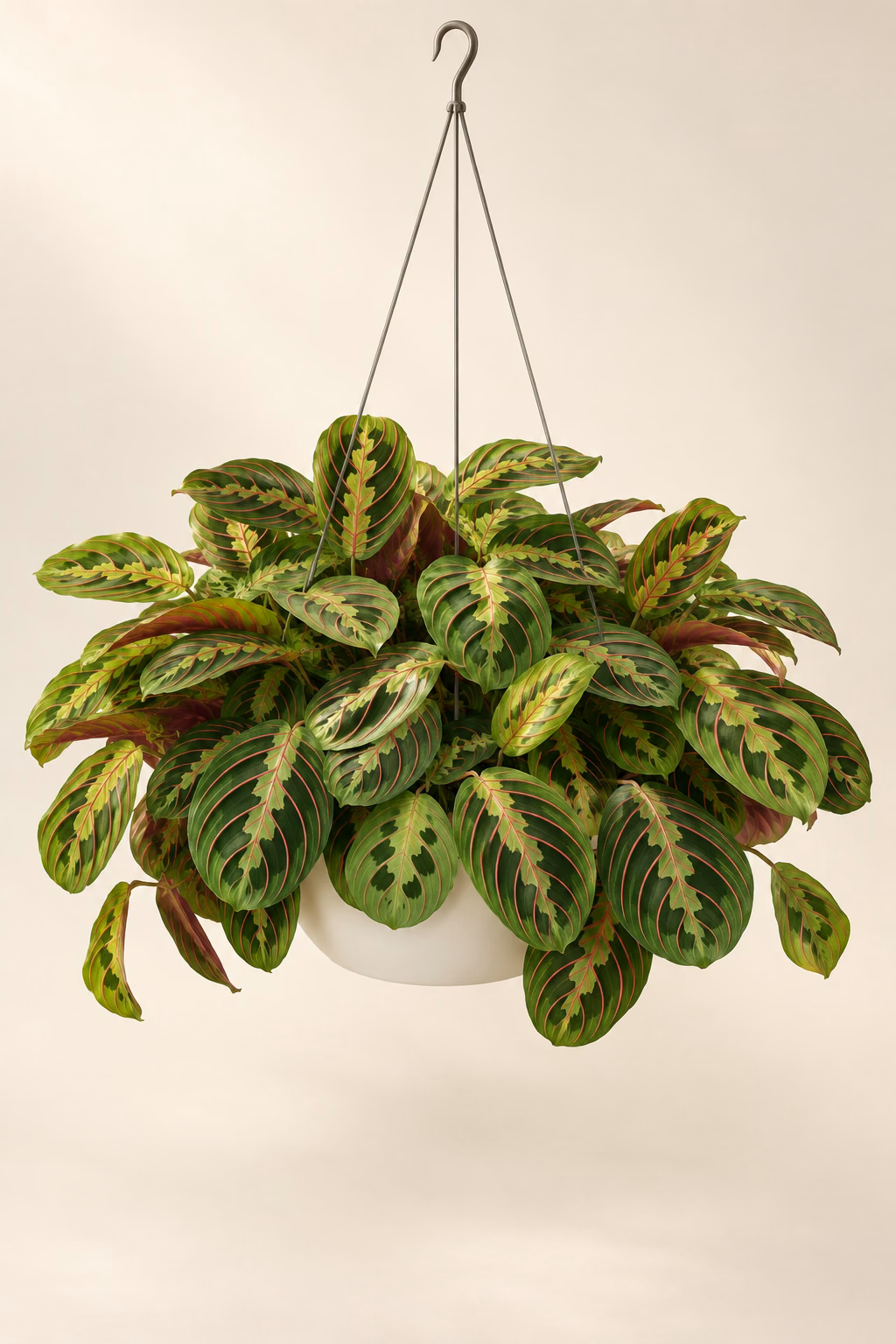 Prayer Plant hanging basket plant