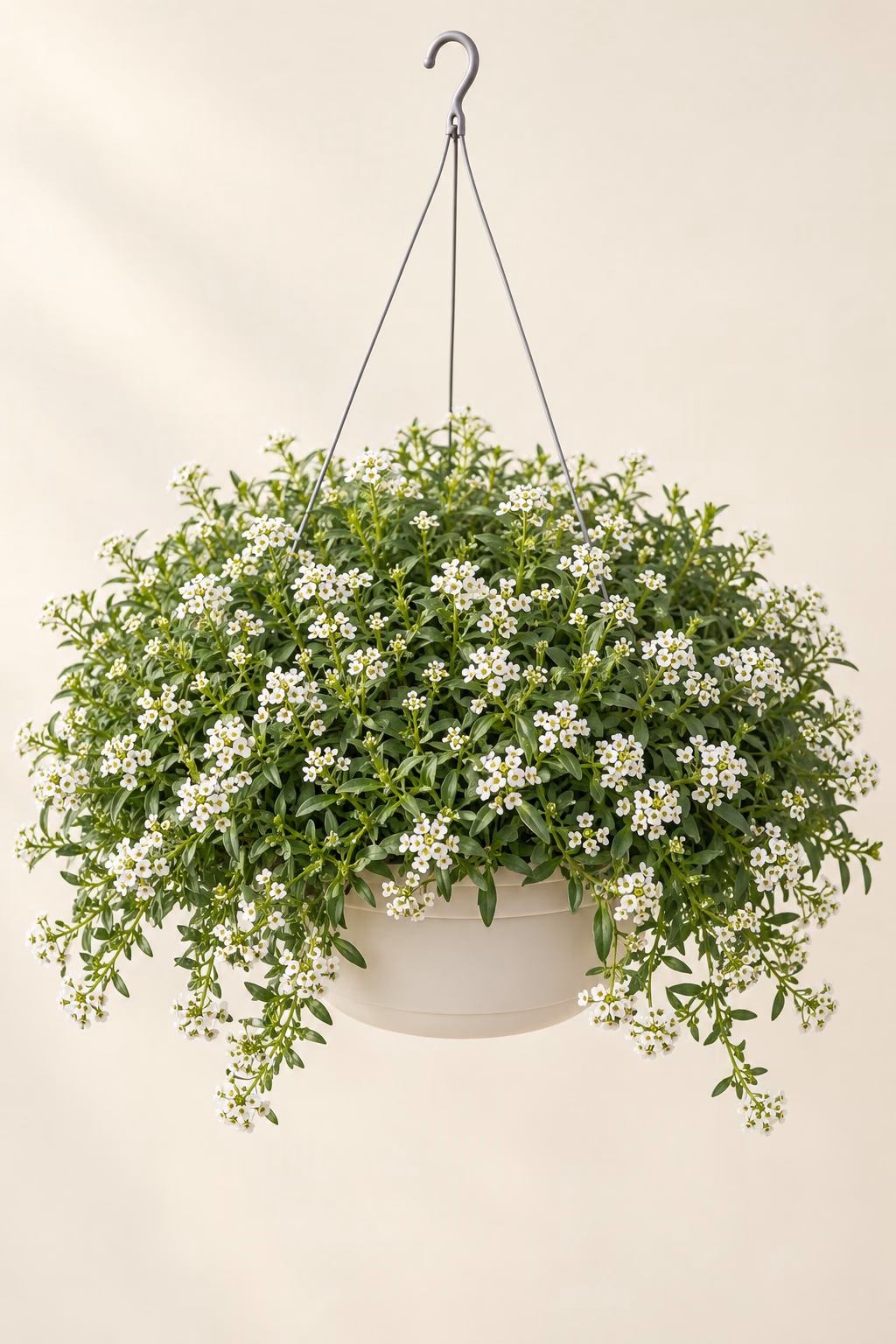 Sweet Alyssum hanging basket plant