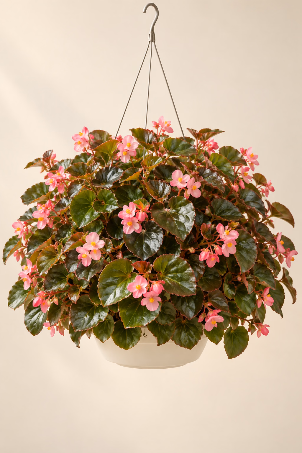 Wax Begonia hanging basket plant